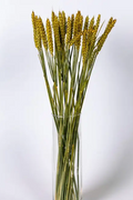 Vete Gul - torkade blommor ReStyle Interiör 
